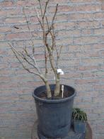 Bonsai: Wisteria (Blauwe regen), Bloeit niet, Overige soorten, Minder dan 100 cm, Ophalen