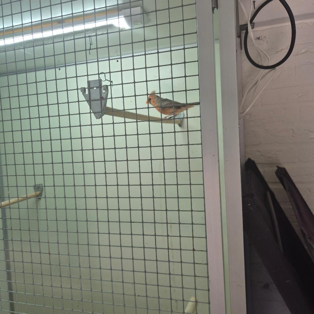 Rode kardinaal, Dieren en Toebehoren, Vogels | Overige Vogels, Mannelijk, Tropenvogel, Geringd