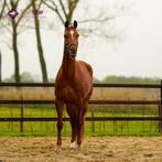 Bijrijder gezocht allround paard, Dieren en Toebehoren
