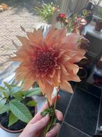 Dahlia 'Café au Lait' Knollen - Prachtige snijbloem, Ophalen, Voorjaar, Volle zon, Knol
