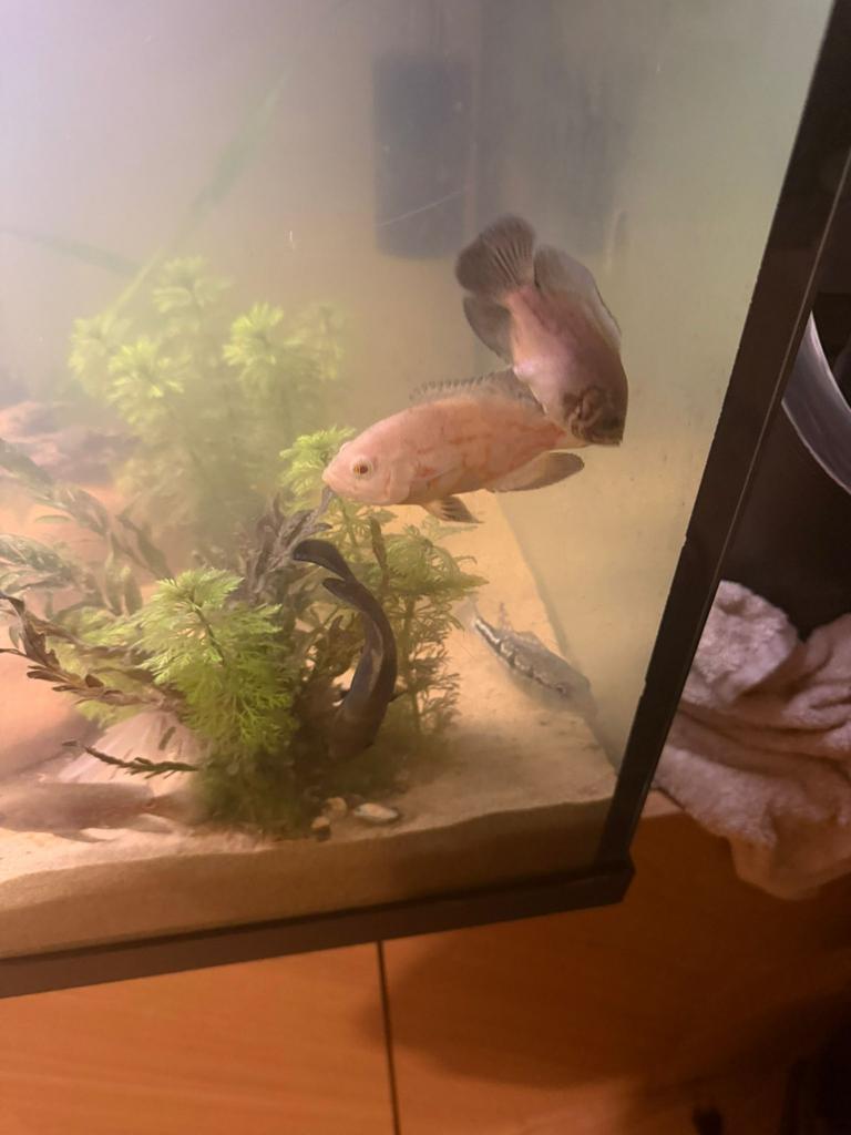 Oscar/pauwoog, Dieren en Toebehoren, Vis