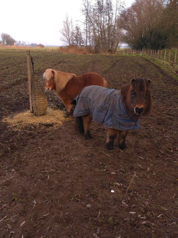 Plek op clickerminded natuurinclusieve paddock, Dieren en Toebehoren, Stalling en Weidegang