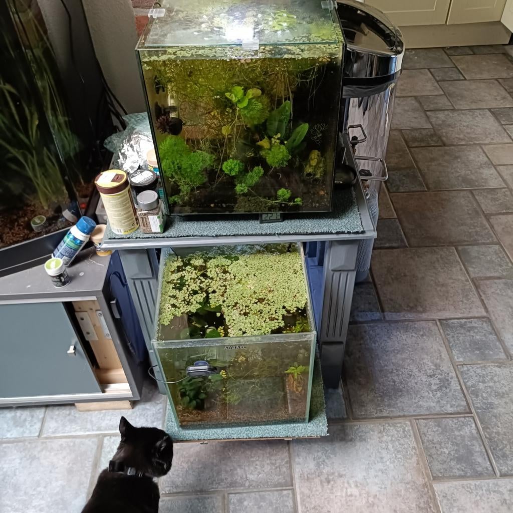 Wil je zelf ook garnalen kweken ?, Dieren en Toebehoren, Ophalen, Zo goed als nieuw, Leeg aquarium