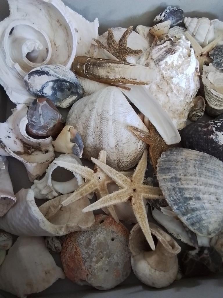 Diverse collectie schelpen, koraal en zeesterren, Ophalen of Verzenden, Gebruikt