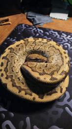 Koningspython 1.0 met overdachtsverklaring, Slang, Tam, 3 tot 6 jaar