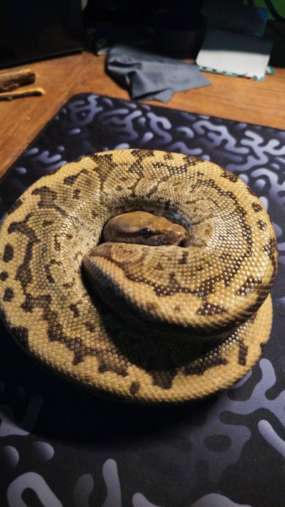 Koningspython 1.0 met overdachtsverklaring Ball Python - male for sale from Jobbe