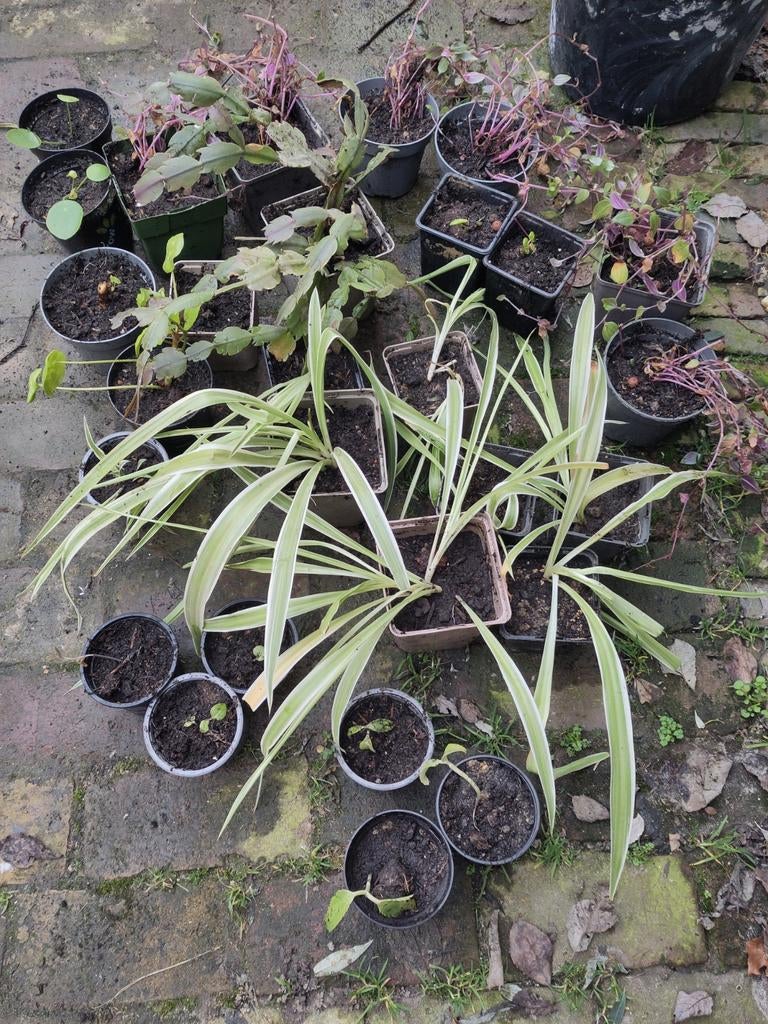 Stekken/kleine planten oa graslelie pannenkoekenplant, Huis en Inrichting, Kamerplanten, Ophalen, Halfschaduw, Minder dan 100 cm