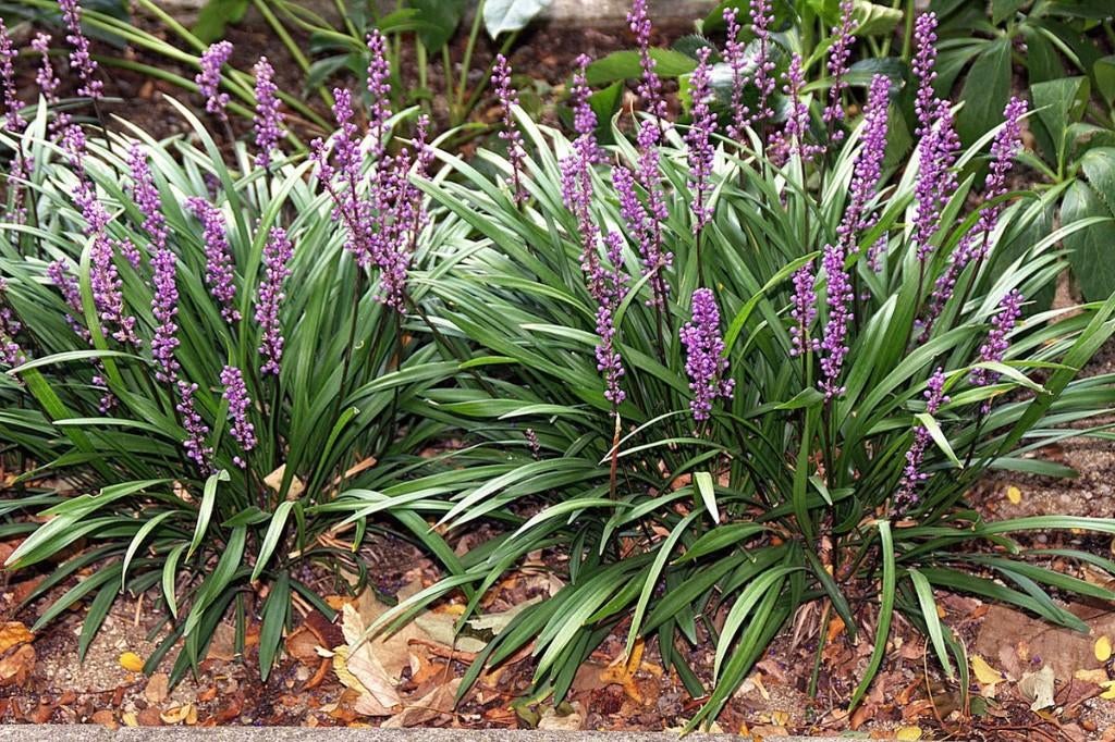 LIRIOPE MUSCARI, Ophalen, Vaste plant, Siergrassen, Halfschaduw