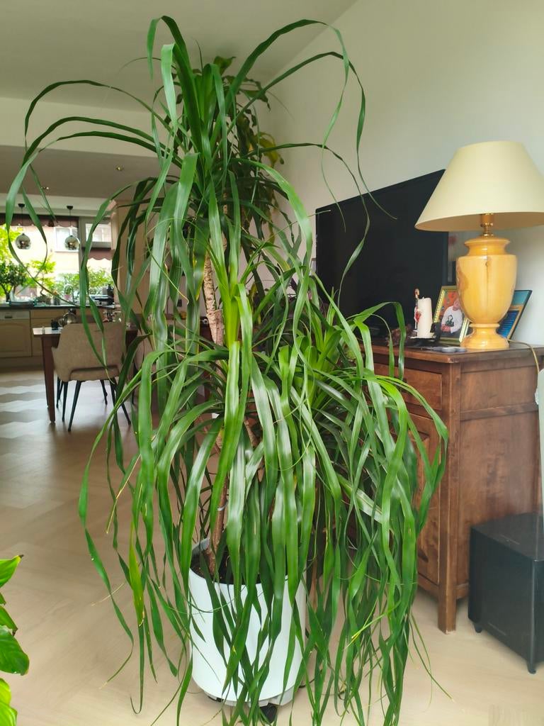 Olifantspoot 170cm in grote witte pot, Huis en Inrichting, Kamerplanten, Ophalen
