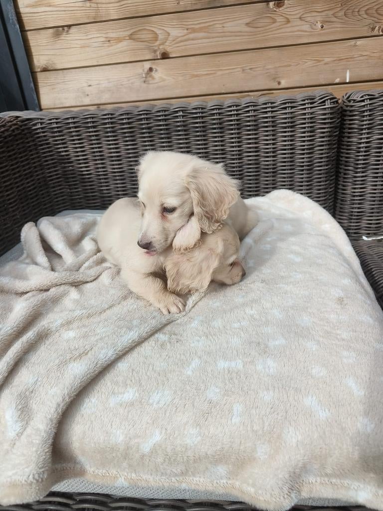 Prachtige blonde teckels, België, Parvo, Reu, 8 tot 15 weken