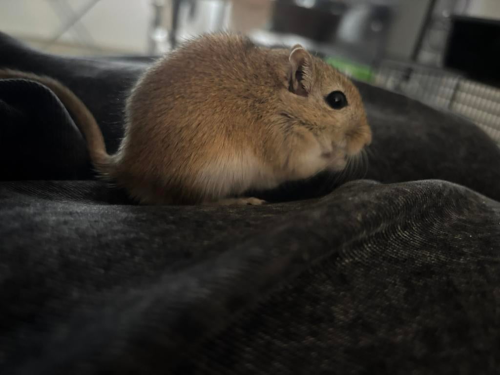 6-Month-Old Gerbil Looking for a New Home, Dieren en Toebehoren, Knaagdieren, September, Mannelijk, Overige typen