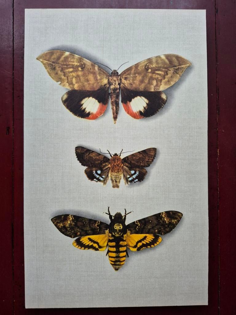 Vlinderafbeeldingen met o.a. doodshoofdvlinder, Dieren en Toebehoren, Vlinders of Rupsen