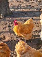 Jonge orpington kriel haan, Dieren en Toebehoren, Pluimvee, Mannelijk, Kip