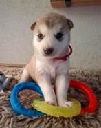 Husky pups, Parvo, Reu, 8 tot 15 weken, Poolhond