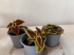 Coleus plantjes, Ophalen of Verzenden