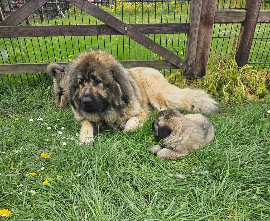 Kaukasische herder pups mogen verhuizen!!, Parvo, Nederland, Overige rassen, 8 tot 15 weken