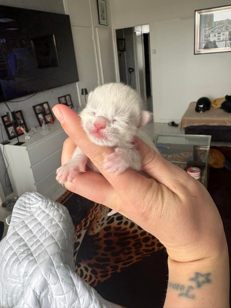 Kitten, Meerdere dieren