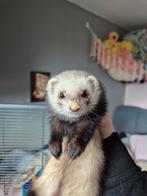 Fretten ram, Juli, Mannelijk