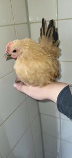 Jong tam Chabo haantje, Dieren en Toebehoren, Pluimvee