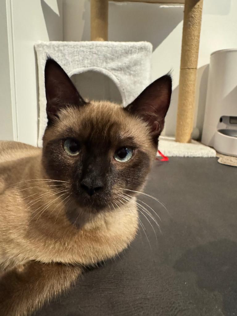 Lieve volbloed Thai Siamees dekkater beschikbaar, 0 tot 2 jaar