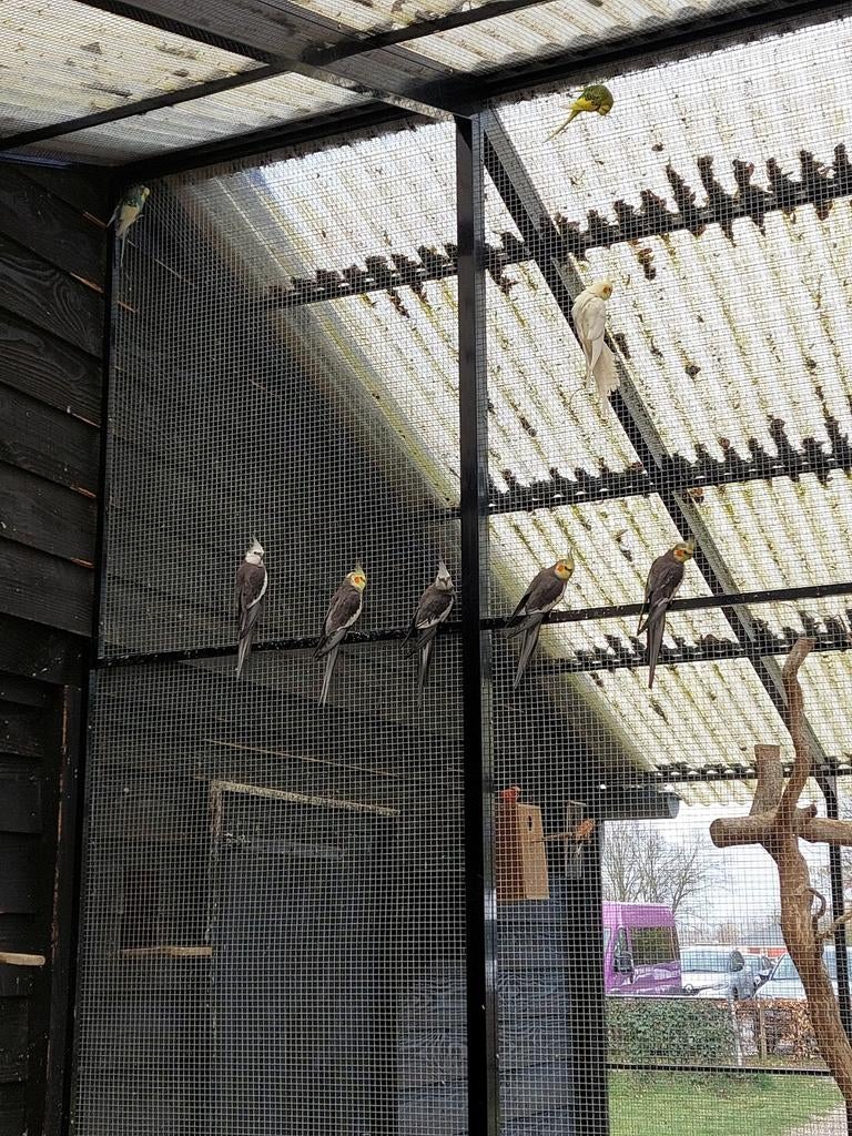 Valkparkieten uit de buitenvolière, Geslacht onbekend, Parkiet