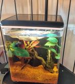 Klein ingericht aquarium met Betta., Ophalen, Zo goed als nieuw, Gevuld zoetwateraquarium