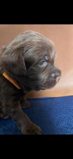 Medium, fleece choco doodles met Australian bloed, Parvo, Overige rassen, 8 tot 15 weken, Meerdere