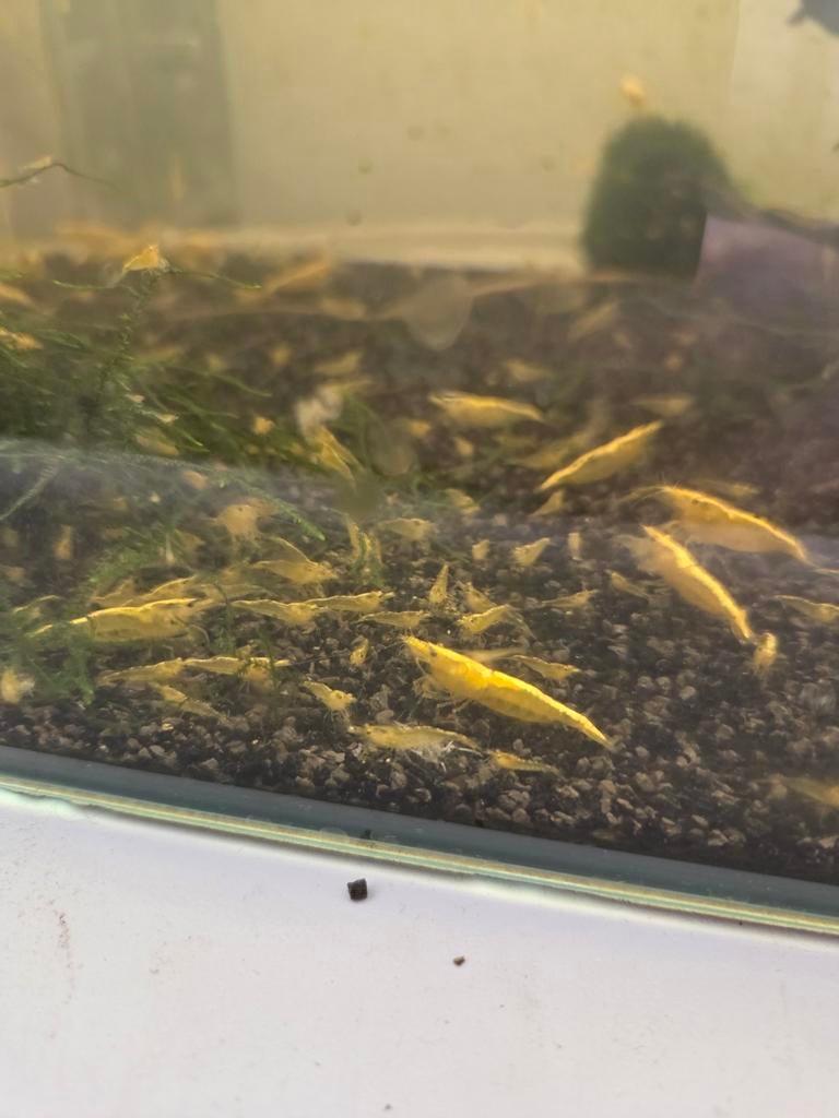 Garnalen zelf samenstellen, Kreeft, Krab of Garnaal