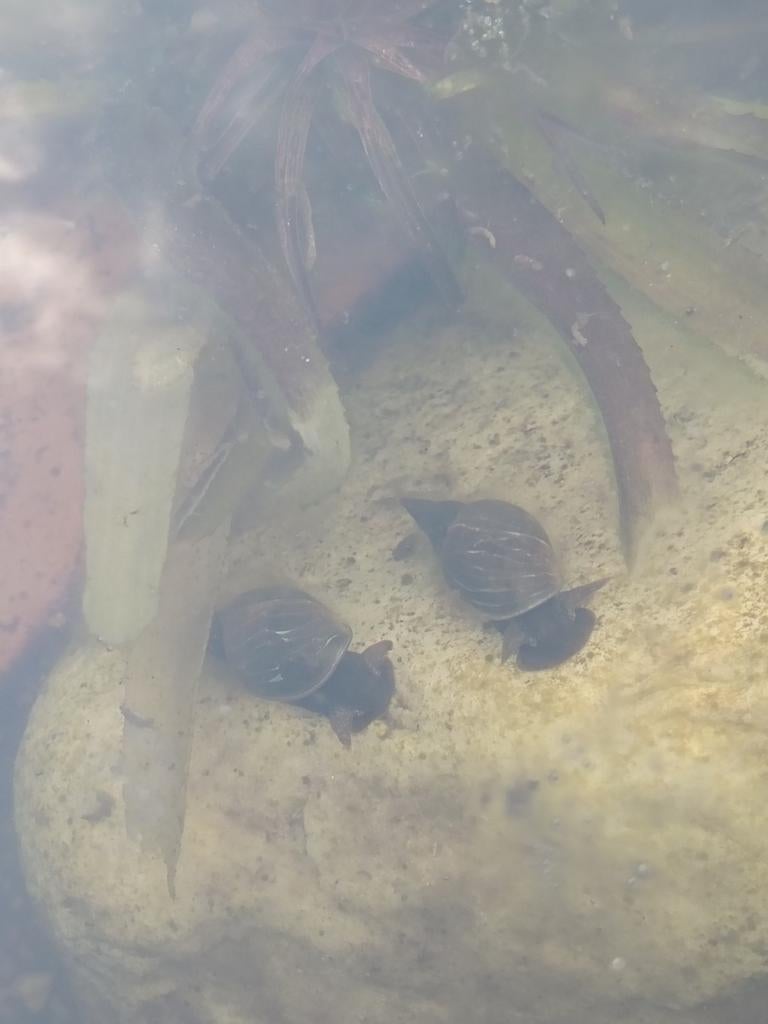 Poelslakken, Ophalen