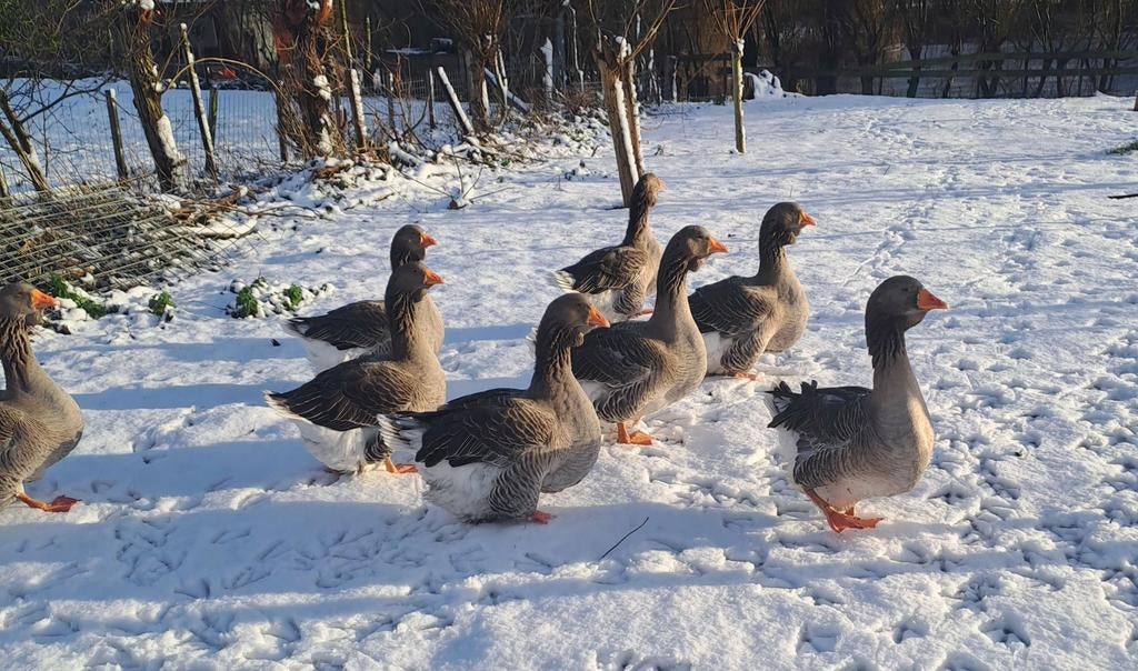 Koppel  dewlap toulouse ganzen, Dieren en Toebehoren, Pluimvee