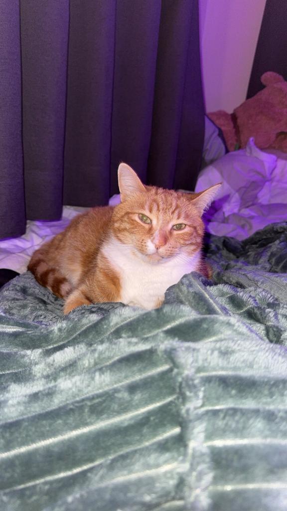 Rode kater 5 jaar oud te koop, Kater, 3 tot 5 jaar