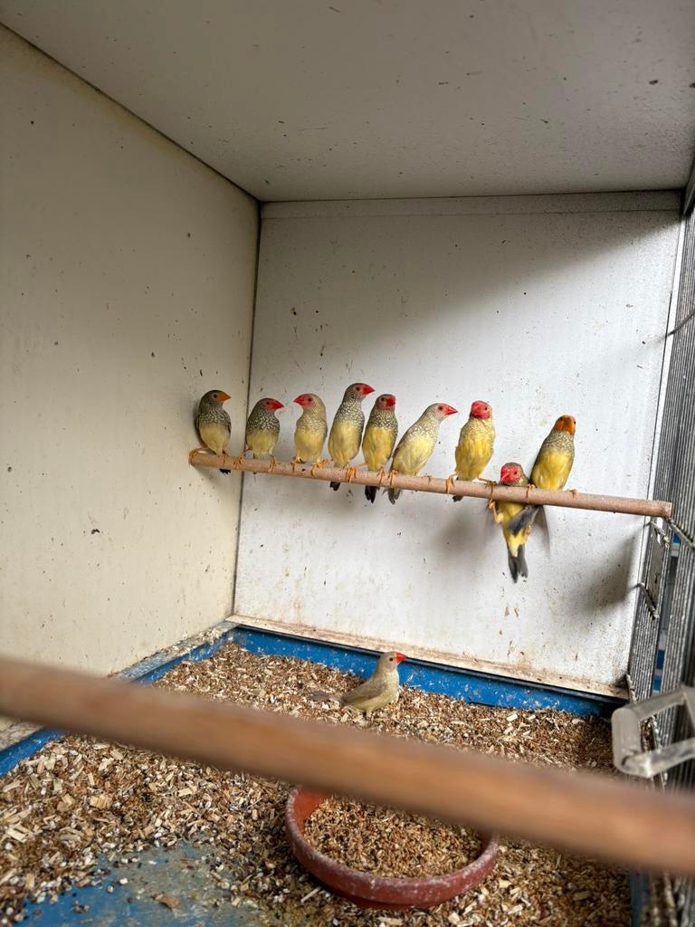 Gezocht diverse soorten vogels .Zie omschrijving, Dieren en Toebehoren, Meerdere dieren