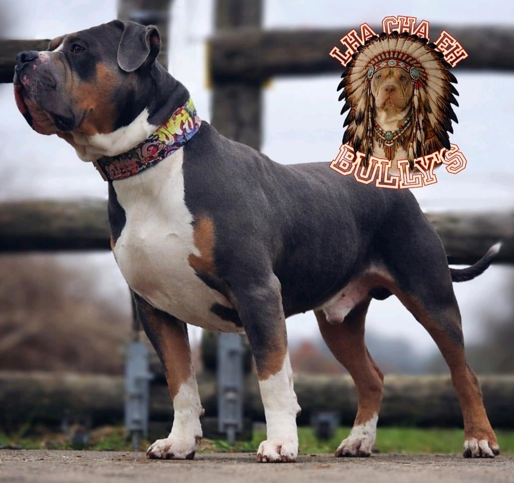 American bully XL Blue tri Dekreu *Getest *ABKC, Parvo, Eén hond, 3 tot 5 jaar, Nederland