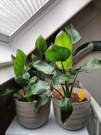 plant Paradijsvogelbloem / Strelitzia (incl. pot), Huis en Inrichting, Kamerplanten, Ophalen, Halfschaduw, Minder dan 100 cm