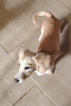 Crème piebald Langhaar Dwergteckel 6 maand Stamboom (reu), 15 weken tot 1 jaar, Reu, Dwerg, Langhaar