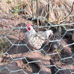 Noord-Hollandse blauwe haan, Dieren en Toebehoren, Mannelijk, Kip