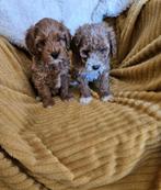 Maltipoo pups, Nederland, Overige rassen, 8 tot 15 weken, Meerdere