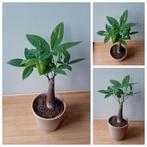 Bonsai kamerplant pachira 25cm incl pot, Ophalen, Overige soorten, Halfschaduw, In pot