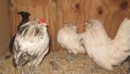 Antwerpse baardkrielen, Dieren en Toebehoren, Meerdere dieren, Kip