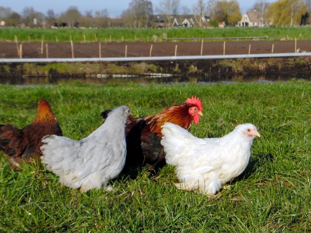 Cochin krielen | Vriendelijke kippen | Passend advies, Ophalen of Verzenden, Nieuw, Overige typen