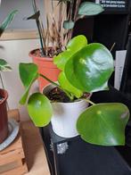 Peperomia Teardrop - Pannenkoekenplant, Ophalen, Halfschaduw, Minder dan 100 cm