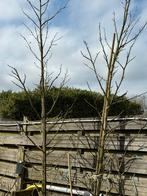 Liquidambar of amberboom zuilvormig pot gekweekt 4 meter, Bloeit niet, Zuilboom, Ophalen, Volle zon