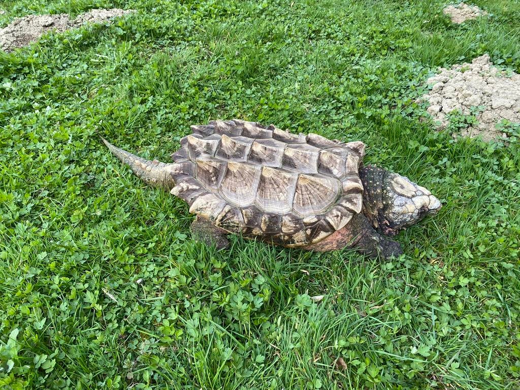 Op zoek naar Sternotherus minor, Macrochelys, Claudius…, Dieren en Toebehoren, Reptielen en Amfibieën, Schildpad, 0 tot 2 jaar