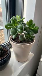 Vet plant met pot€10, Ophalen, Halfschaduw, Minder dan 100 cm