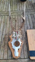 gewei reebok geweien, Verzamelen, Ophalen of Verzenden, Zo goed als nieuw, Hert, Gewei of Kop