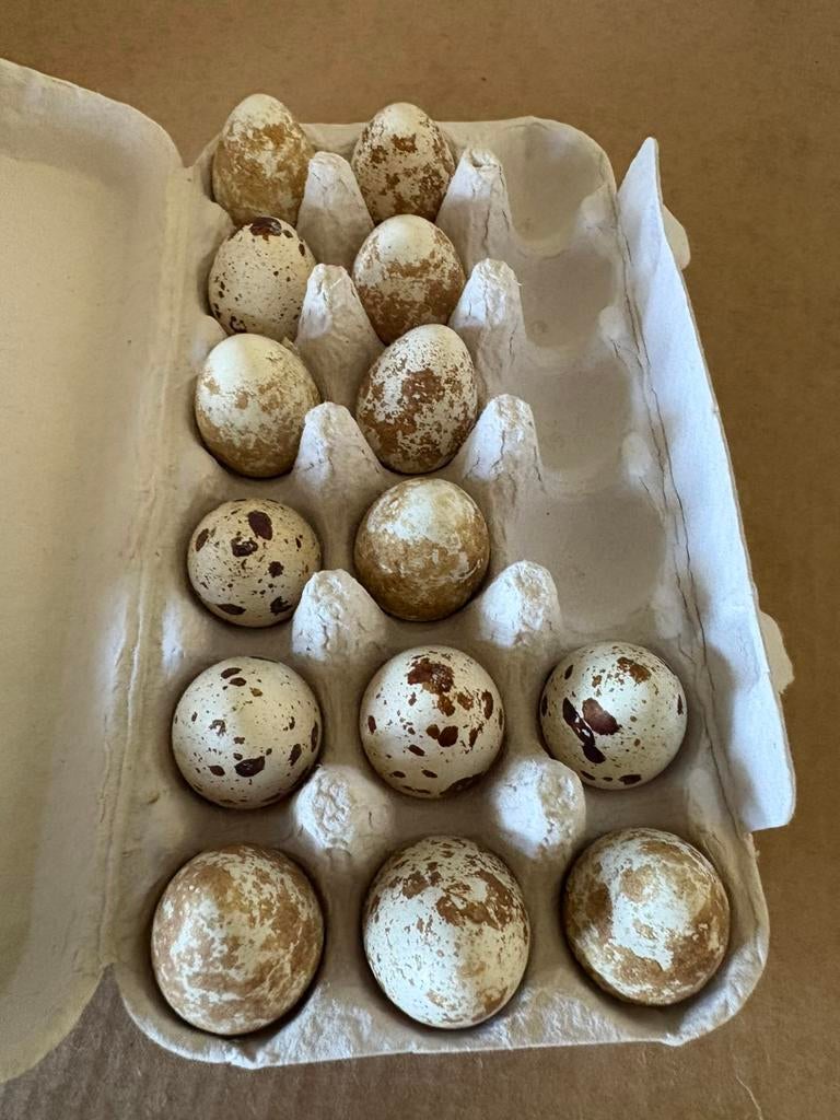 Broedeieren Californische Kuifkwartel, Geslacht onbekend