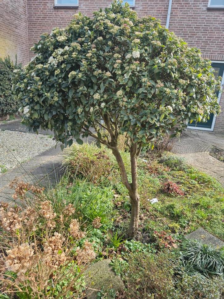 Sneeuwbal op stam - Viburnum tinus, Tuin en Terras, Planten | Tuinplanten, Vaste plant, Overige soorten, Volle zon, Winter, Ophalen of Verzenden