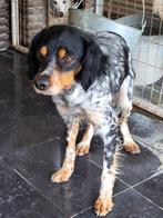 Alma prachtige brittany spaniel, Dieren en Toebehoren, Honden | Niet-rashonden, Handelaar, Buitenland, Teef, Parvo
