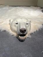Opgezette IJsbeer - Uniek Decoratiestuk, Ophalen, Gebruikt, Wild dier, Opgezet dier