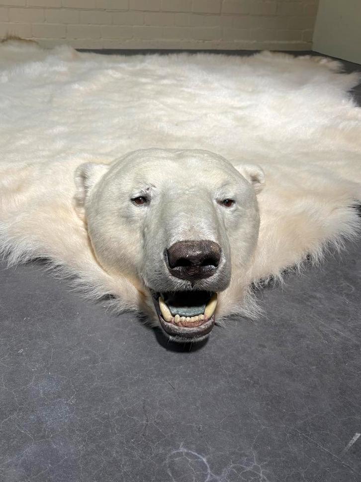 Opgezette IJsbeer - Uniek Decoratiestuk, Verzamelen, Dierenverzamelingen, Gebruikt, Opgezet dier, Wild dier, Ophalen